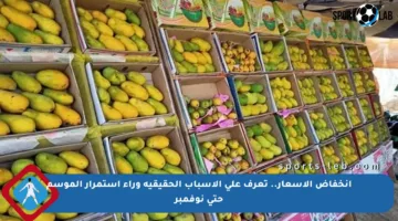 انخفاض الأسعار.. تعرف على الأسباب الحقيقية وراء استمرار الموسم حتى نوفمبر